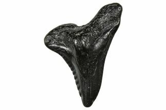 Snaggletooth Shark (Hemipristis) Tooth - South Carolina #359095