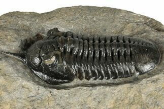 Prone Morocconites Trilobite Fossil - Ofaten, Morocco #359485
