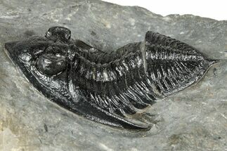Fossil Zlichovaspis Trilobite - Atchana, Morocco #359486