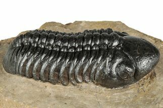 Detailed Reedops Trilobite - Lghaft, Morocco #359487