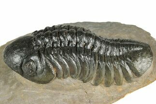 Detailed Reedops Trilobite - Atchana, Morocco #359488