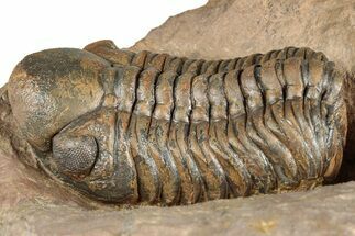 Detailed Reedops Trilobite - Lghaft, Morocco #359489