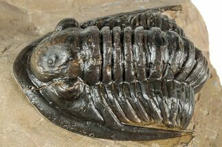 Proetid (Dalejeproetus) Trilobite - Atchana, Morocco #359518