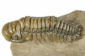 Detailed Crotalocephalina Trilobite - Atchana, Morocco #359523