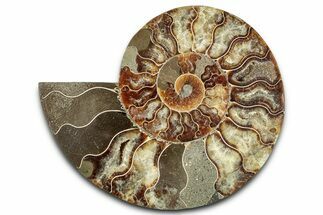 Cut & Polished Ammonite Fossil (Half) - Madagascar #359550