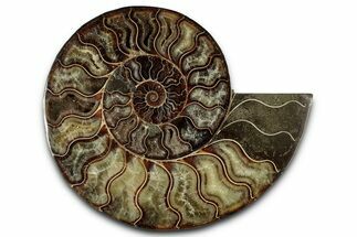 Cut & Polished Ammonite Fossil (Half) - Madagascar #359555