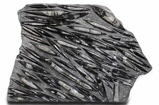 Polished Fossil Orthoceras (Cephalopod) Plate - Morocco #359685