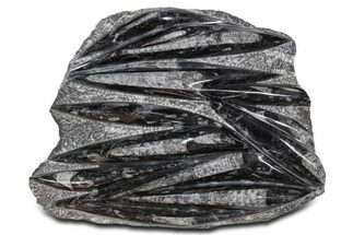 Polished Fossil Orthoceras (Cephalopod) Plate - Morocco #359578