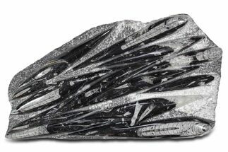 Polished Fossil Orthoceras (Cephalopod) Plate - Morocco #359632