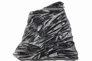 Polished Fossil Orthoceras (Cephalopod) Plate - Morocco #359635