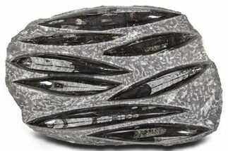 Polished Fossil Orthoceras (Cephalopod) Plate - Morocco #359566