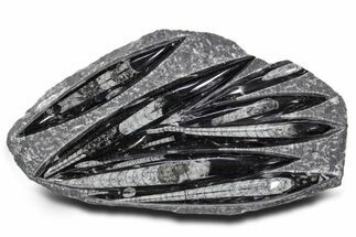 Polished Fossil Orthoceras (Cephalopod) Plate - Morocco #359659