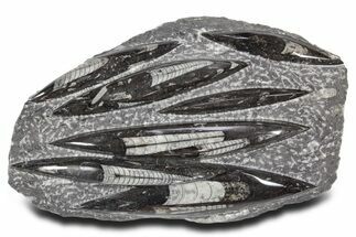 Polished Fossil Orthoceras (Cephalopod) Plate - Morocco #359660
