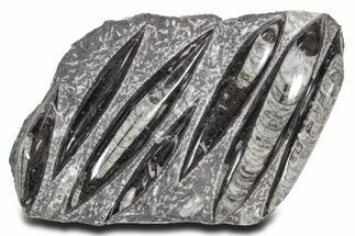 Polished Fossil Orthoceras (Cephalopod) Plate - Morocco #359661