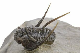 Spiny Cyphaspis Trilobite - Ofaten, Morocco #359174