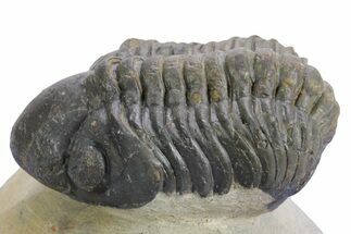 Detailed Reedops Trilobite - Atchana, Morocco #359176