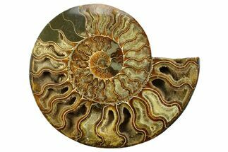 Cut & Polished Ammonite Fossil (Half) - Deep Crystal Pockets #359530