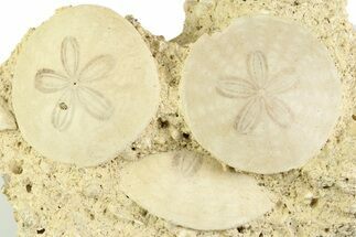 Three Fossil Sand Dollars (Scutella) - France #359695