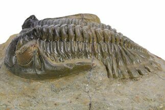Detailed Hollardops Trilobite Fossil - Multi-Toned Preservation #359496