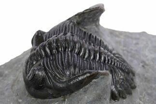 Detailed Hollardops Trilobite Fossil - Excellent Eyes #359501