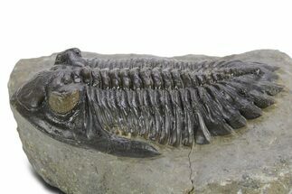 Prone Hollardops Trilobite Fossil - Orange Eye Facets #359503