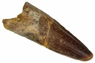 Fossil Spinosaurus Tooth - Real Dinosaur Tooth #360104