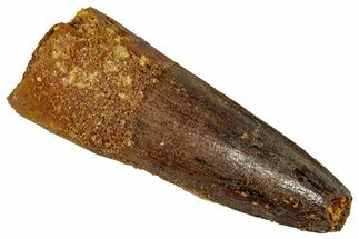 Fossil Spinosaurus Tooth - Real Dinosaur Tooth #360107