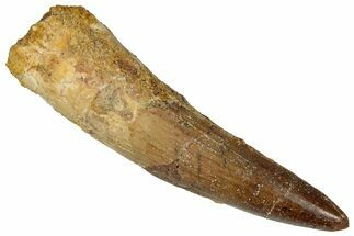 Fossil Spinosaurus Tooth - Real Dinosaur Tooth #360110