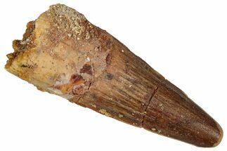 Fossil Spinosaurus Tooth - Real Dinosaur Tooth #360113