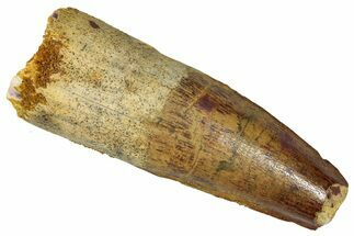 Fossil Spinosaurus Tooth - Feeding Worn Tip #360125