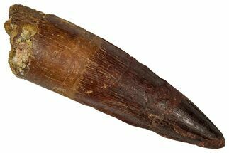 Fossil Spinosaurus Tooth - Real Dinosaur Tooth #360132