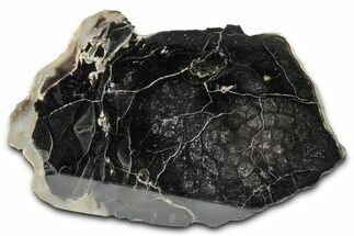 Polished Petrified Cycad (Cycadales) Cone Fossil - Utah #360218