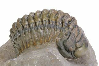 Detailed Crotalocephalina Trilobite - Atchana, Morocco #359589