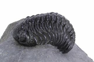 Beautiful Morocops Trilobite - Ofaten, Morocco #359606