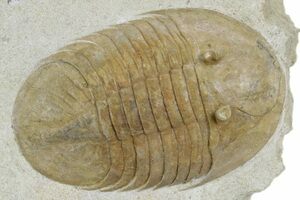 Nice Pliomera Fischeri Trilobite (#6452) For Sale - FossilEra.com