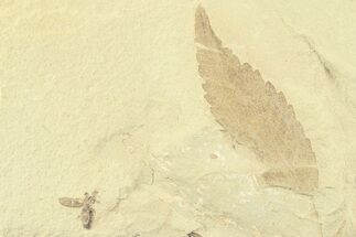 Fossil Cedrelospermum Leaf with Snout Beetle - Utah #360283