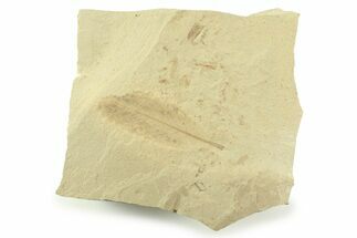 Fossil Cedrelospermum Leaf with Beetle - Utah #360301