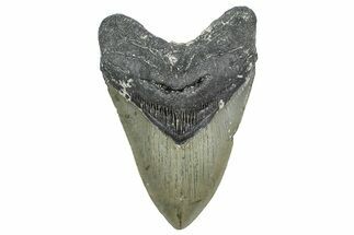 Serrated, Fossil Megalodon Tooth - North Carolina #343424