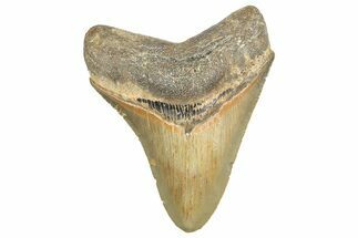 Serrated, Fossil Megalodon Tooth - North Carolina #343425