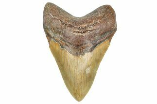 Serrated, Fossil Megalodon Tooth - North Carolina #343433