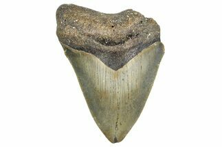 Bargain, Fossil Megalodon Tooth - Serrated Blade #343443