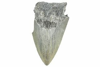 Bargain, Fossil Megalodon Tooth - Serrated Blade #343444