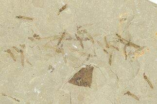 Crane Fly (Tipulidae) Mortality Plate - Green River Formation #360079