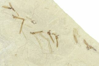Crane Fly (Tipulidae) Mortality Plate - Green River Formation #360080