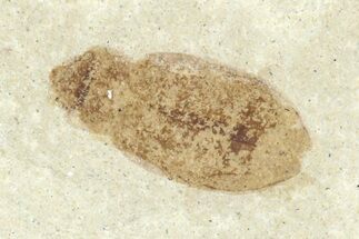 Detailed Fossil Beetle (Coleoptera) - Green River Formation #360221