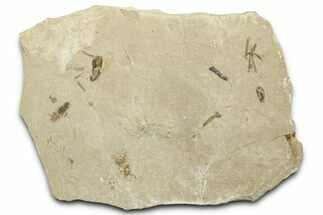 Fossil Insect (Flies and Beetle) Plate - Utah #360223