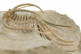 Spiny Boedaspis Trilobite - Museum Quality Specimen #360442