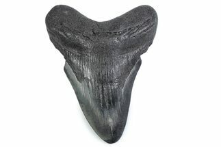 Fossil Megalodon Tooth - Georgia #338687