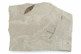 Fossil Sumac Leaf with Crane Fly - Green River Formation, Utah #360310
