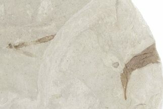 Fossil Leaf with Crane Fly - Green River Formation, Utah #360311